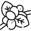 روبوستا